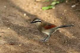 Brown-crowned Tchagra