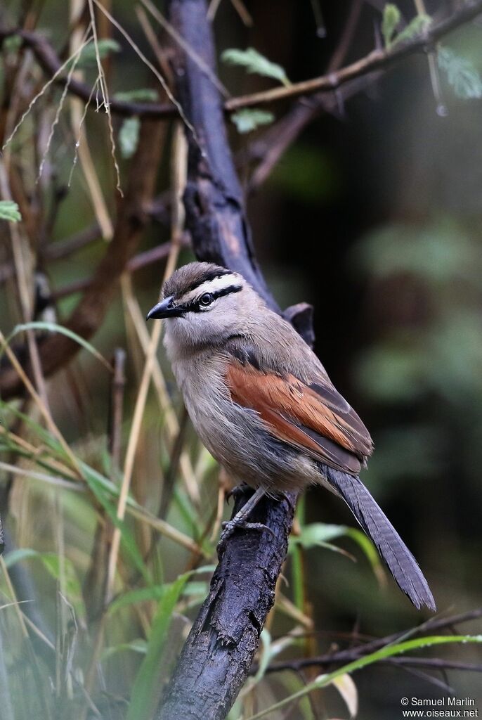 Brown-crowned Tchagraadult