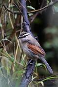 Brown-crowned Tchagra