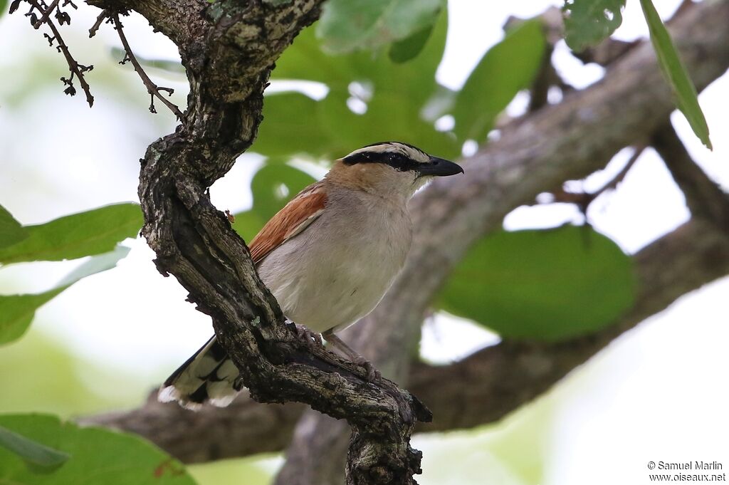 Black-crowned Tchagraadult