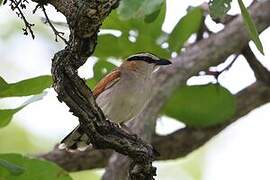 Black-crowned Tchagra