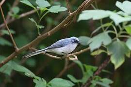 White-tailed Blue Flycatcher