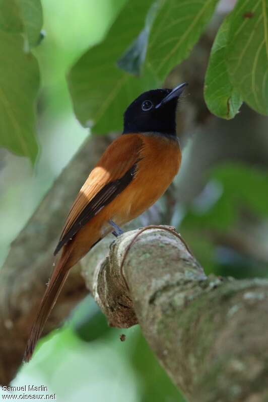 Red-bellied Paradise Flycatcher male adult, identification