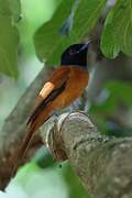 Red-bellied Paradise Flycatcher