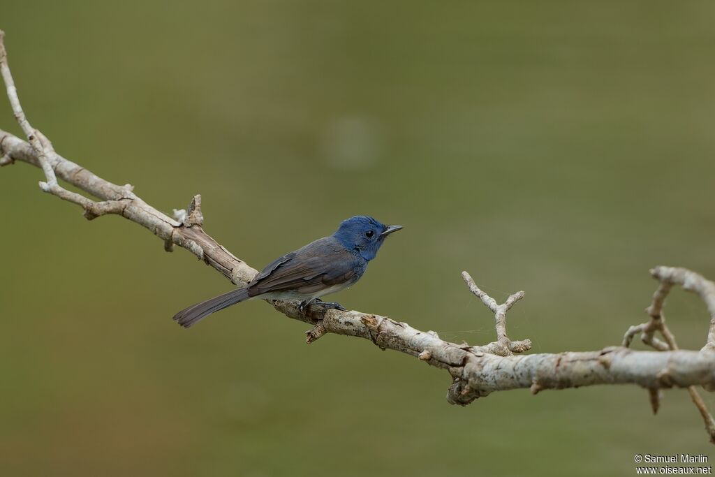 Black-naped Monarch female adult