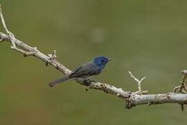 Black-naped Monarch