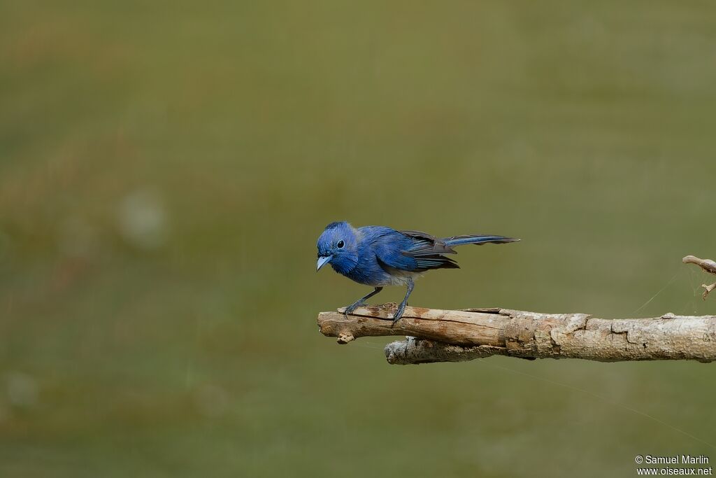 Black-naped Monarch male adult