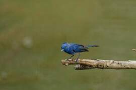 Black-naped Monarch