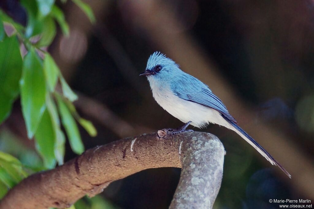 African Blue Flycatcheradult