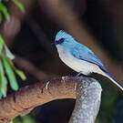 Tchitrec bleu