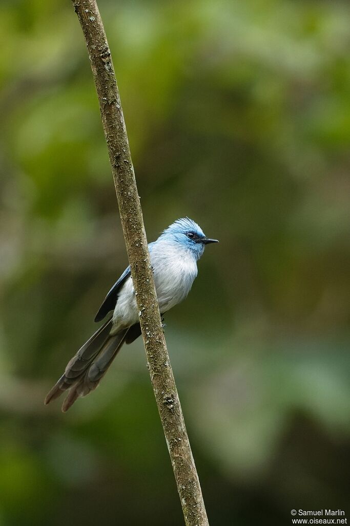 African Blue Flycatcheradult