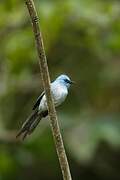 African Blue Flycatcher