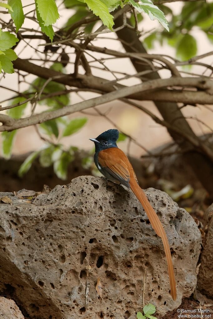 African Paradise Flycatcher male adult