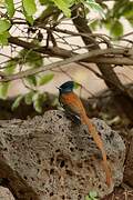 African Paradise Flycatcher