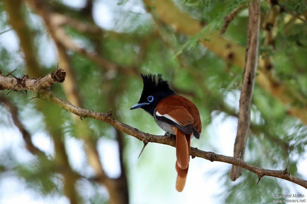 African Paradise Flycatcher male adult