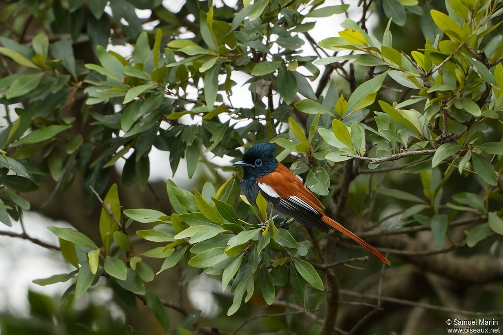 African Paradise Flycatcher male adult