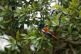 African Paradise Flycatcher