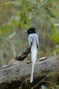 African Paradise Flycatcher