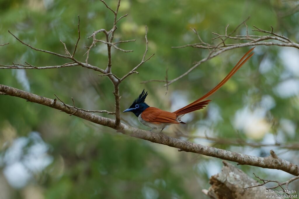 Indian Paradise Flycatcher male adult