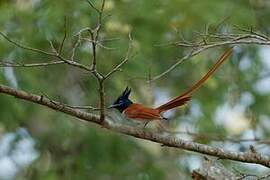 Indian Paradise Flycatcher