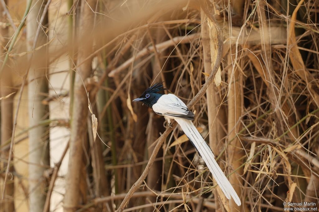 Indian Paradise Flycatcher male adult