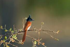 Indian Paradise Flycatcher