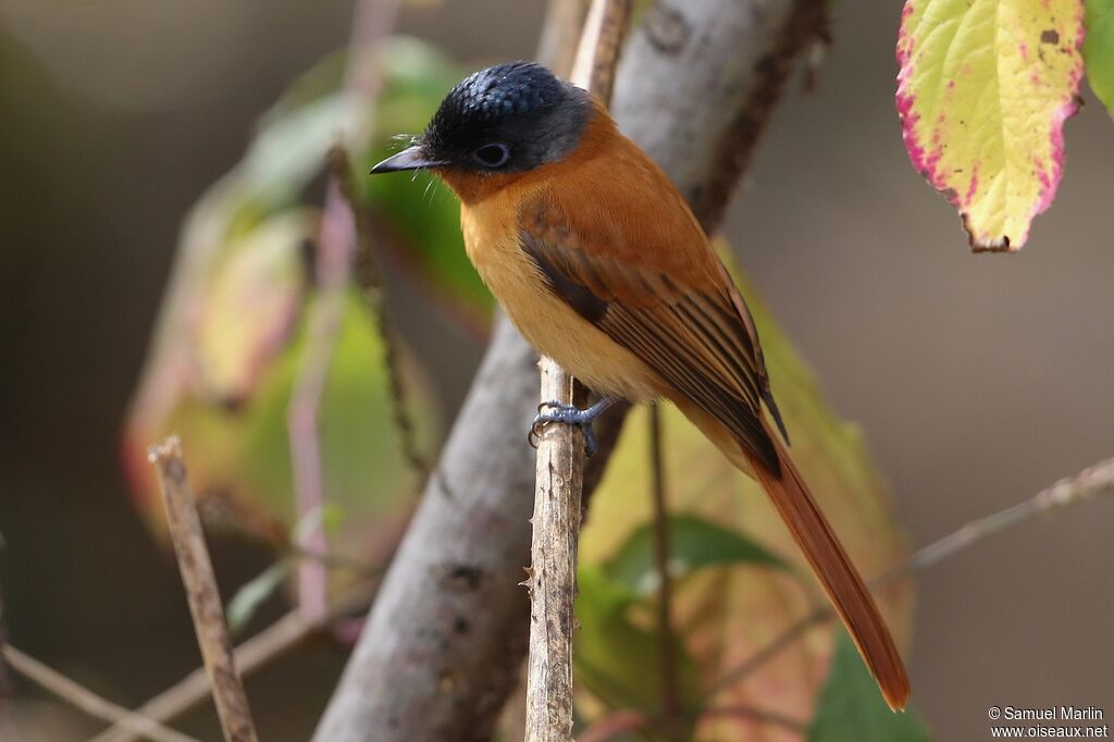 Malagasy Paradise Flycatcherimmature