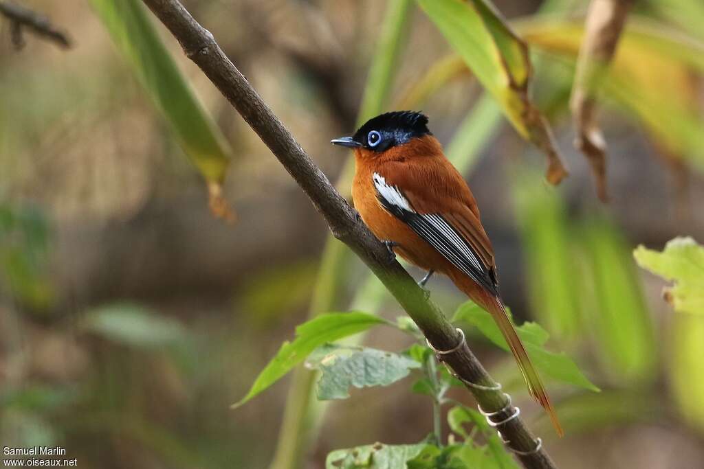 Malagasy Paradise Flycatcher male subadult