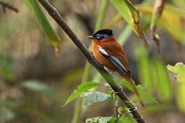 Malagasy Paradise Flycatcher