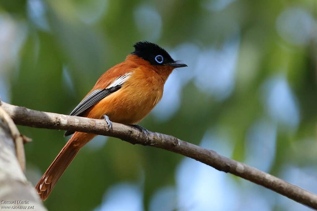 Malagasy Paradise Flycatcher male subadult, identification