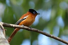 Malagasy Paradise Flycatcher