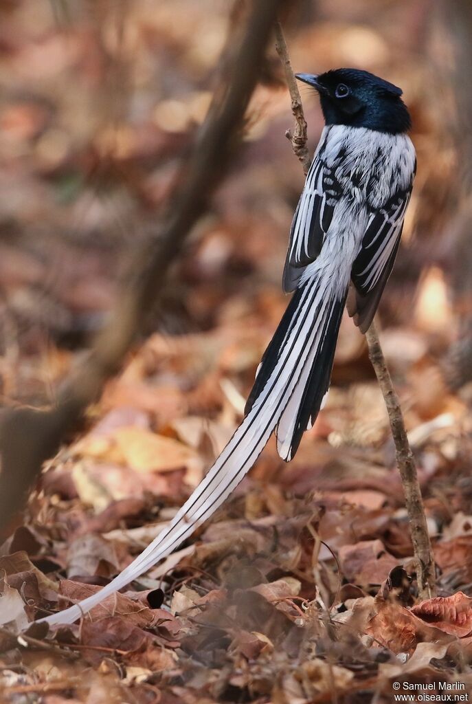 Malagasy Paradise Flycatcher male adult breeding