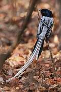 Malagasy Paradise Flycatcher