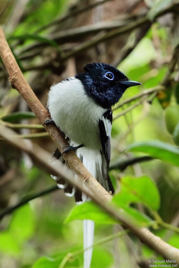 Malagasy Paradise Flycatcher male adult breeding