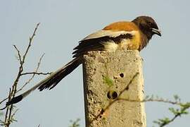 Rufous Treepie