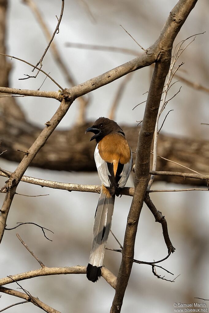 Rufous Treepieadult