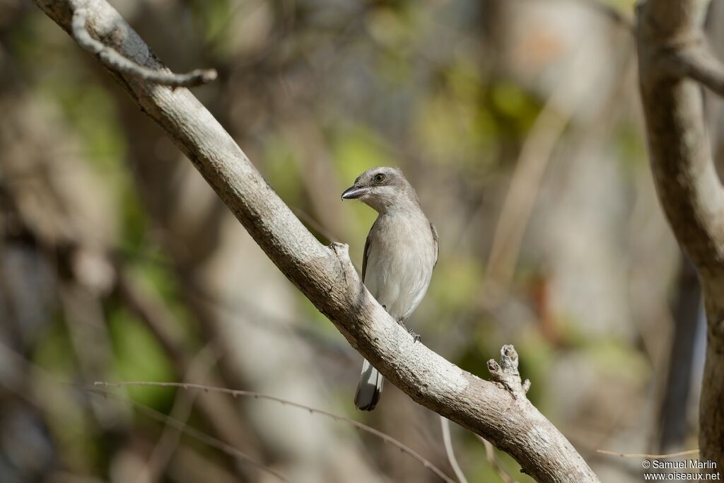 Sri Lanka Woodshrikeadult