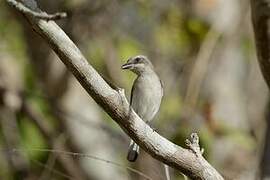 Sri Lanka Woodshrike