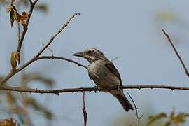 Sri Lanka Woodshrike