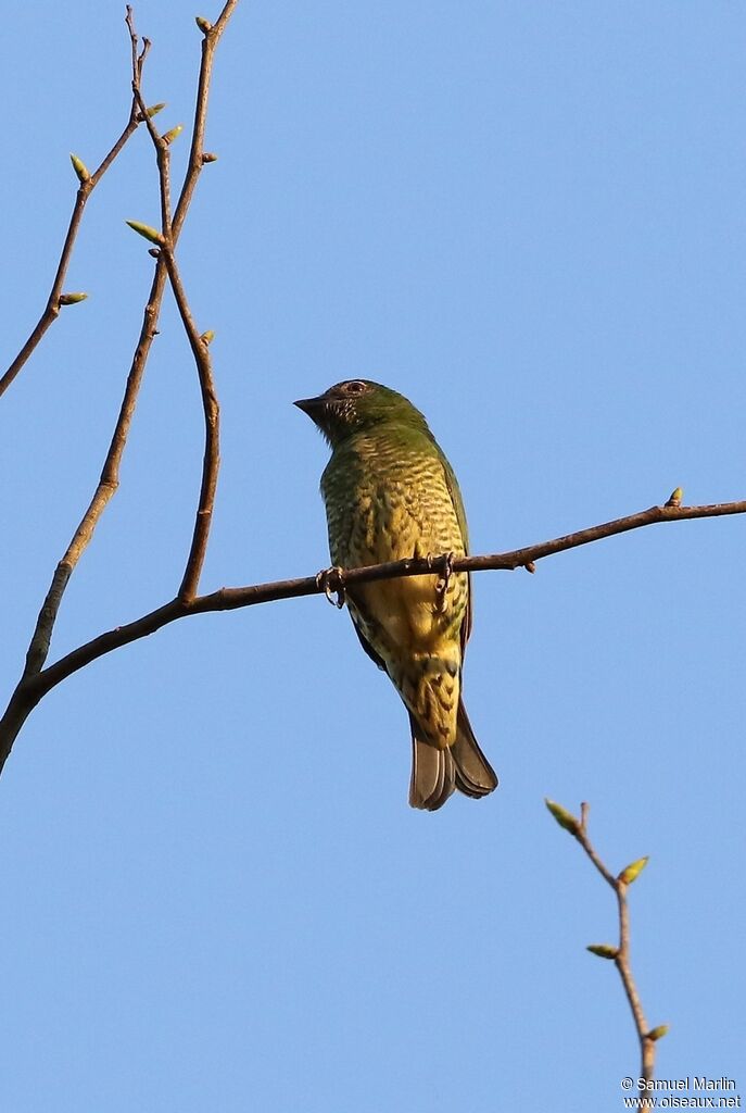 Tersine hirondelle femelle adulte