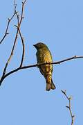 Swallow Tanager