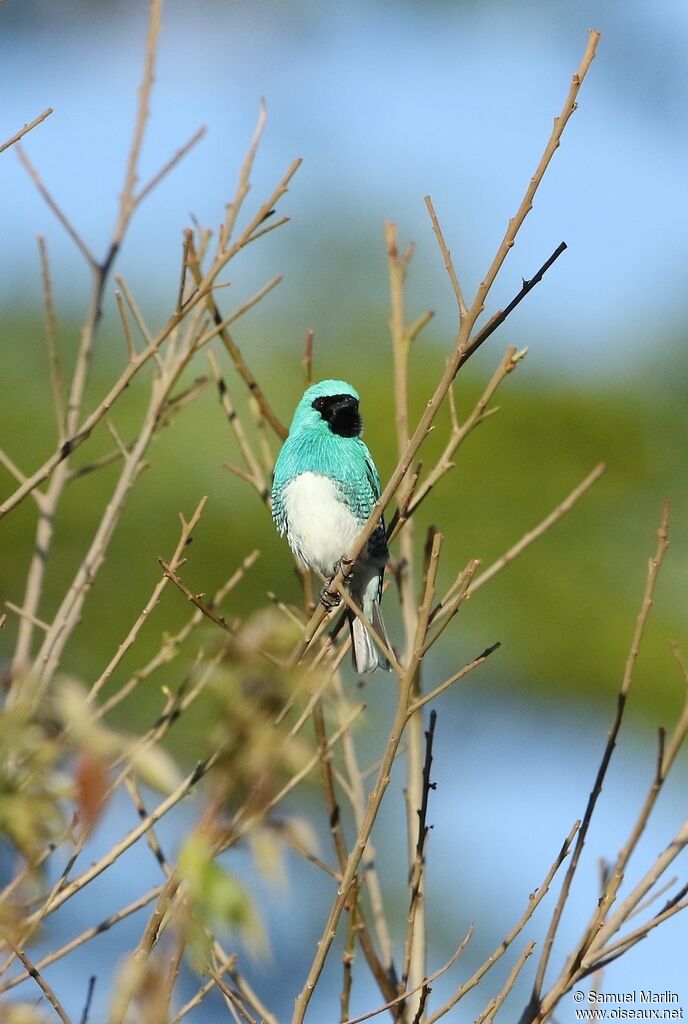 Swallow Tanager female adult