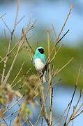 Swallow Tanager