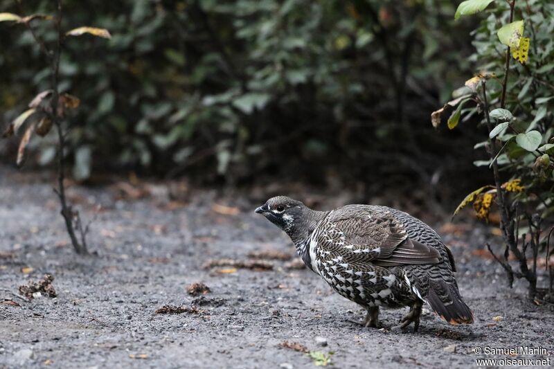 Spruce Grouse male adult