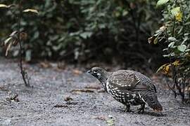 Spruce Grouse