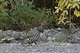 Spruce Grouse