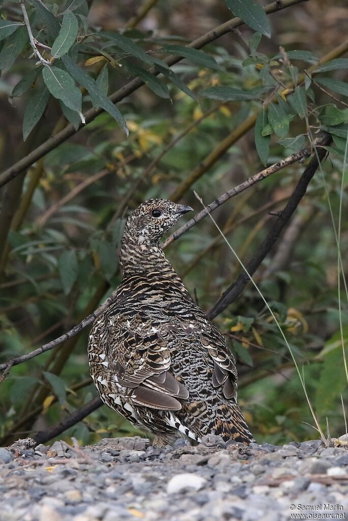 Spruce Grouse female adult