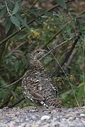 Spruce Grouse