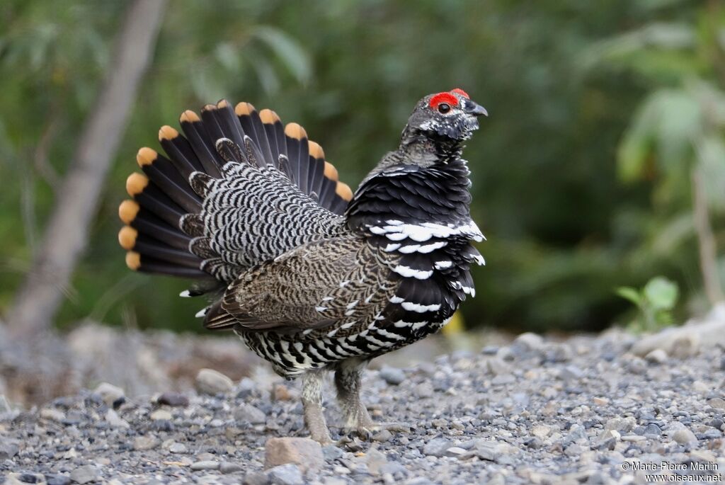 Spruce Grouse male adult, courting display