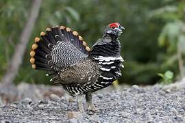 Spruce Grouse